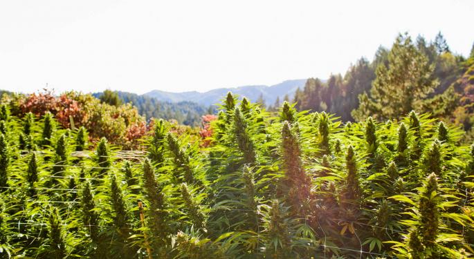 What Is Croptober? The Weed Harvest Season 101
