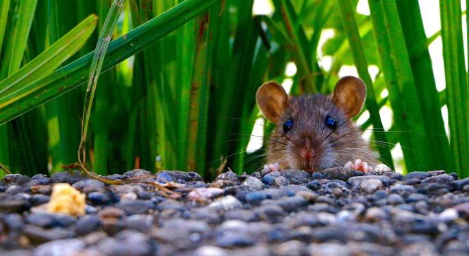 Study: Rats Exposed To THC Developed Neural Activity Similar To Schizophrenia