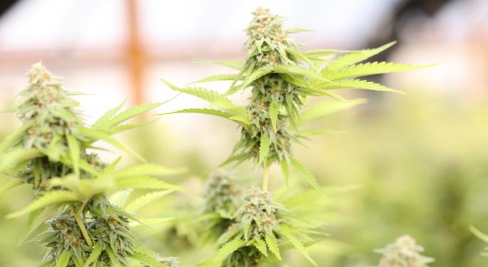 Gage Cannabis On Their Goal To Dominate A Strategic Cannabis Market: Michigan