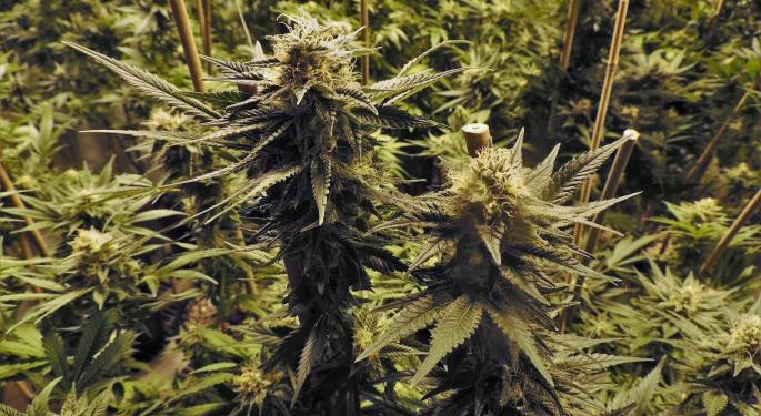 FDA Approves Study On Effectiveness Of Marijuana-Based Medicine At Yale