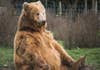 ¿Es este el oso de las criptomonedas más antiguo de la historia?