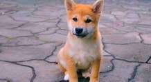 Shiba Inu, la criptovaluta sovraperforma Dogecoin