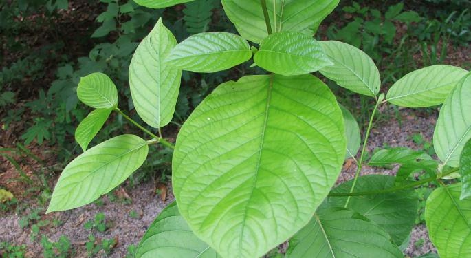 Should The Psychoactive Herb Kratom Be Banned Globally? The FDA Seeks Public Comments