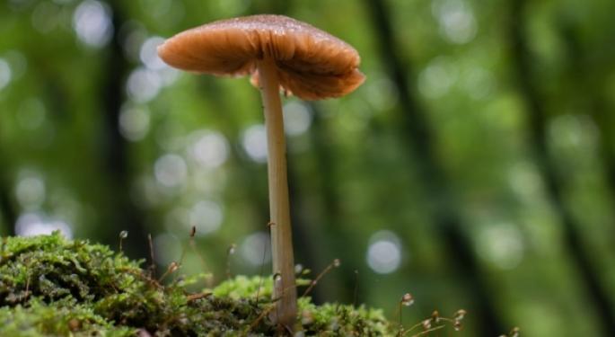 Is America Ready For Psilocybin Mushroom Retreats?