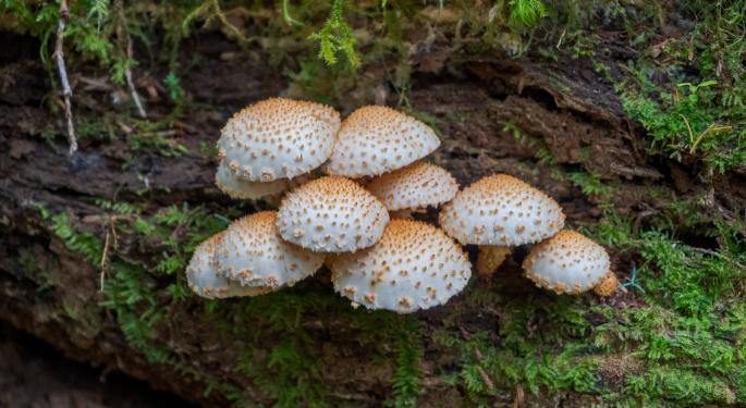Pennsylvania Psilocybin Research Bill Faces A Major Obstacle In House Committee