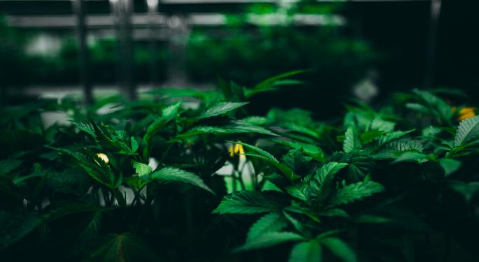A Cannabis Company That Is Answering The Question: To Go Public Or Remain Private?