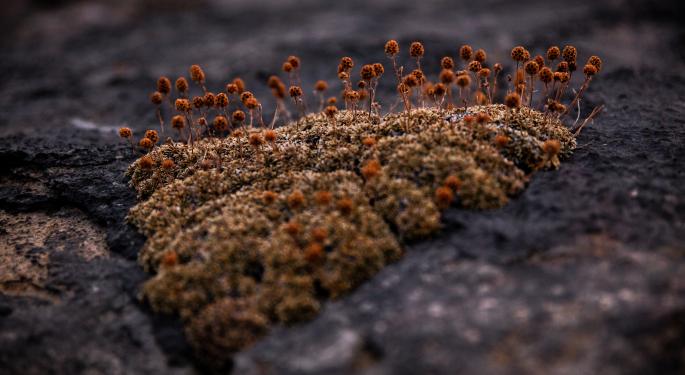 New Mexico: Moldy Medical Cannabis Products Face Recall, Here's What Customers Need To Know