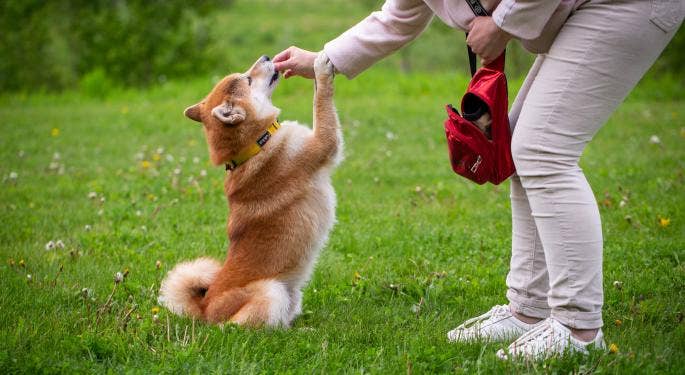 Dogecoin ha fatto balzare la domanda di cani Shiba Inu