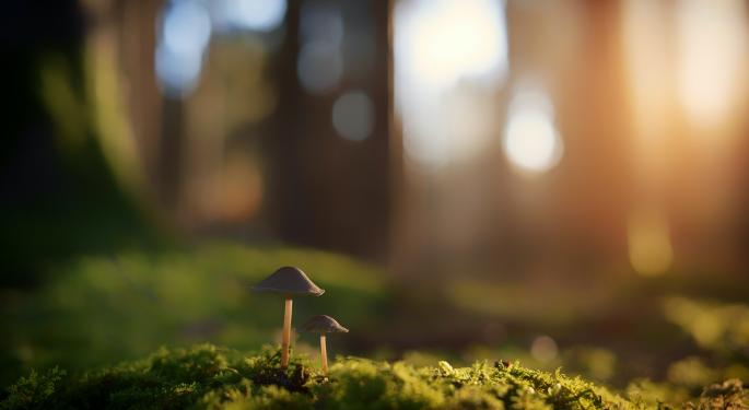 Massachusetts Inches Away From Decriminalizing Psychedelics As Forth City Approves Reform
