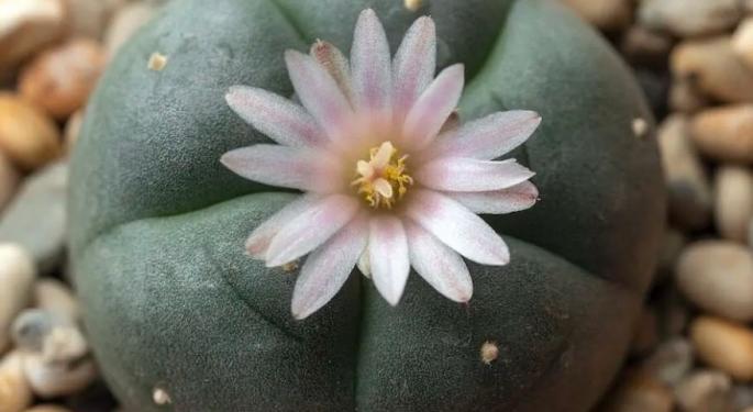 Santa Cruz Overturns Decriminalization Of Peyote And Similar Plants To Protect Them, Per Indigenous Groups' Request
