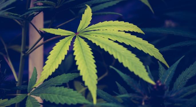 How Do You Turn Cannabis Trim Into New-Found Profits? - THC Extraction 101