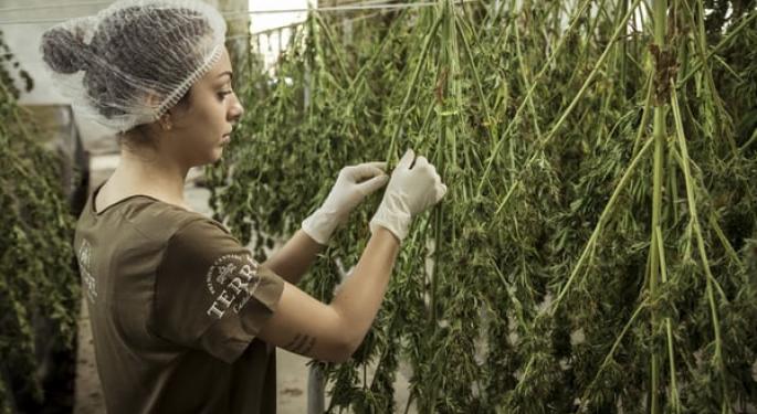 The Dutch Cannabis Experiment Is Expanding: An Incremental Approach To Legalization?