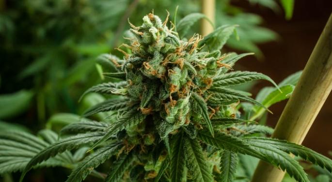 Beyond Your Parents' Bud: A Cannabis Science Insider Breaks Down The Top 3 Factors To Uplevel Your Entire Experience
