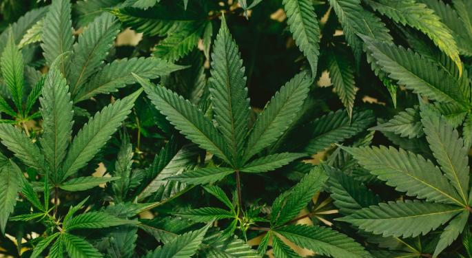 Raw Marijuana Won't Get You Stoned, But It Does Have Some Interesting Benefits