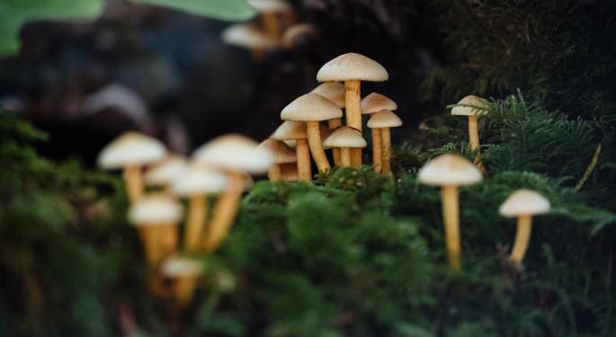 Microdosing Psilocybin For Beginners In 5 Easy Steps
