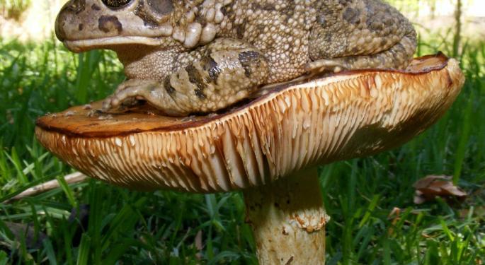 From Hunter Biden To HGTV Star Christina Haack, Psychedelic Toad Venom Hits The Mainstream