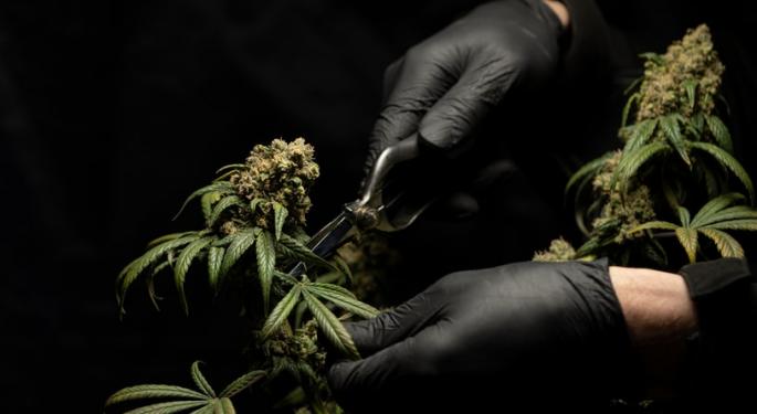 What Is The Difference Between Flavonoids And Terpenes?