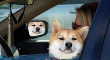 Auto Tesla mostreranno Dogecoin se incontrano Shiba Inu?