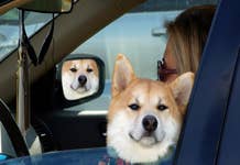 ¿Podría un Tesla lanzar DOGE al cruzarse con un Shiba Inu?