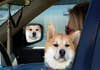 ¿Podría un Tesla lanzar DOGE al cruzarse con un Shiba Inu?