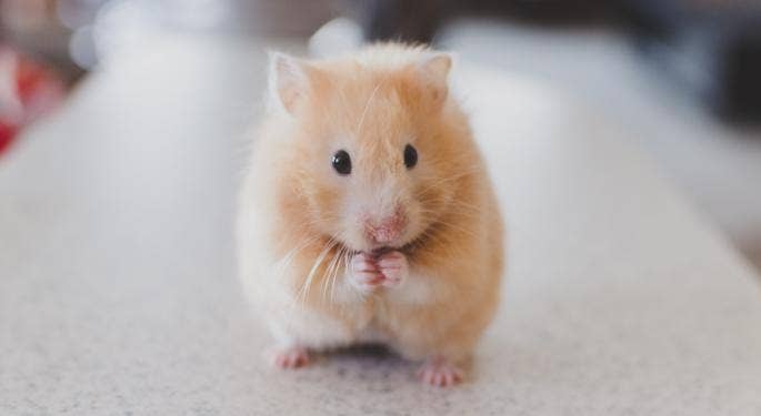 Hamster, la criptovaluta spicca del 465%