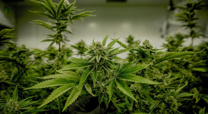 Cannabis Grower Sugarbud Reports Record Quarterly Revenue, Q4 Launch Of First Solventless Extract