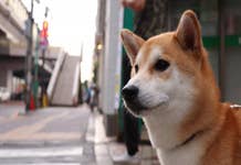 ¿Llegará Dogecoin a la marca de 1 dólar para 2022?