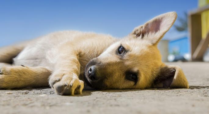 More And More Canine Friends Are Getting Intoxicated Accidentally As Marijuana Becomes Mainstream