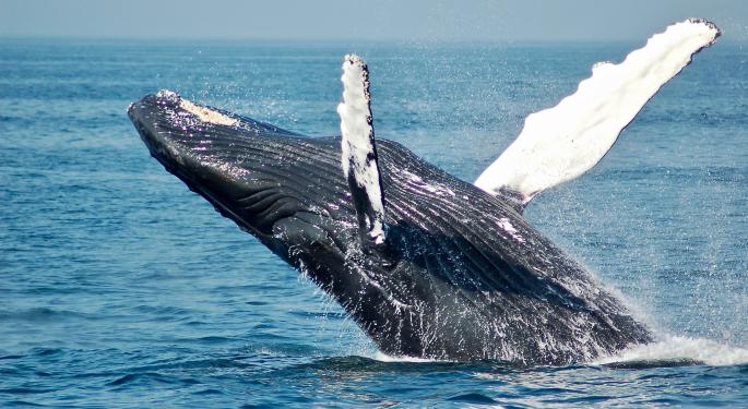 Third-Largest Bitcoin Whale Buys 2,702 BTC Worth $137M
