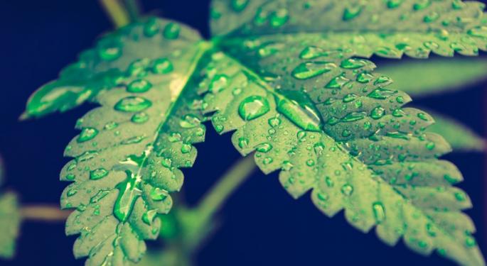 Cannabis Cultivation: The Importance Of Water Balance