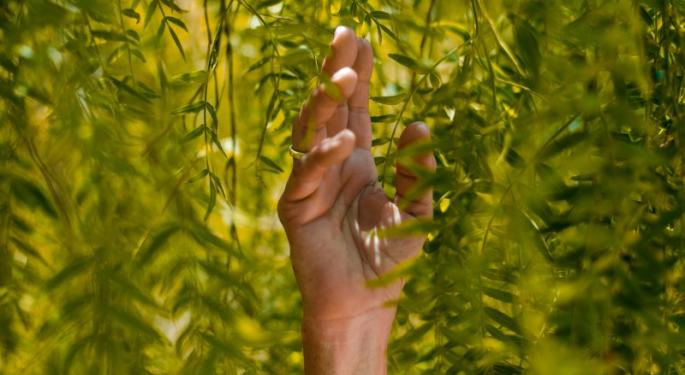 Cannabis Safety Needs To Be Balanced With Sustainability