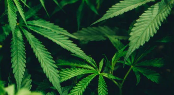 Keeping Up with Cannabis Demand: It's All About the Licensing