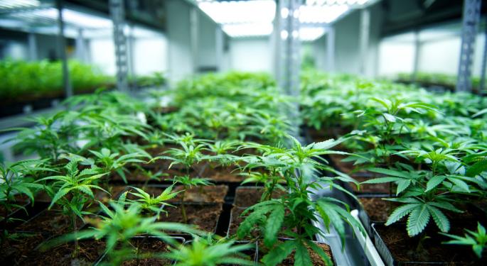 GMP Securities Pro Talks Tilray's Volatility