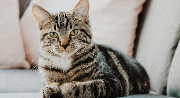 What Effect Does CBD Oil Have On Cats?