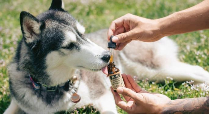 What To Know Before Using CBD To Treat Your Pet's Travel Anxiety