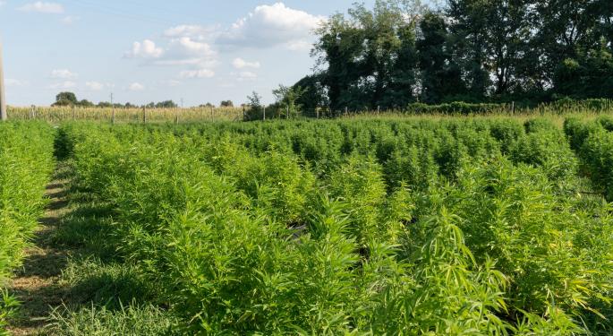 Spanish Police Destroy $108M In Hemp Plants, Dismantle 'Europe's Biggest' Cannabis Farm