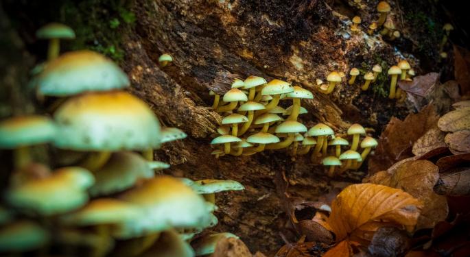 EXCLUSIVE: Irwin Naturals CEO Explains Importance Of Brand In Booming Psychedelics Space