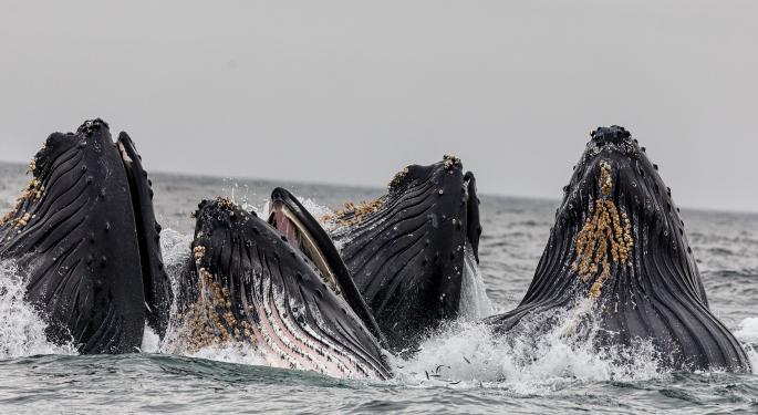 300M Dogecoin Moved In One Go As Market Enthusiasm Sends Whales Into Frenzy