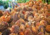 Así afectará la prohibición de indonesia de exportar aceite de palma
