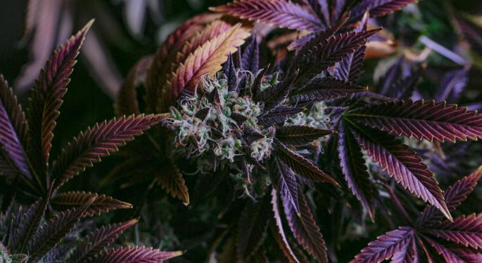 Farmhouse Partners With Urbana To Feature Bored Ape Yacht Club #2186 Cannabis Strain