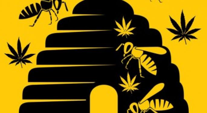 Hemp Eating Bees Don't Age Very Quickly, But What About Hemp Eating Humans?