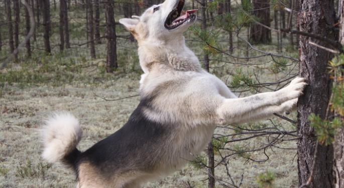 Barking Up The Wrong Tree? Dogecoin To Venture Into DeFi, Launches Dogechain Testnet To Compete With Ethereum