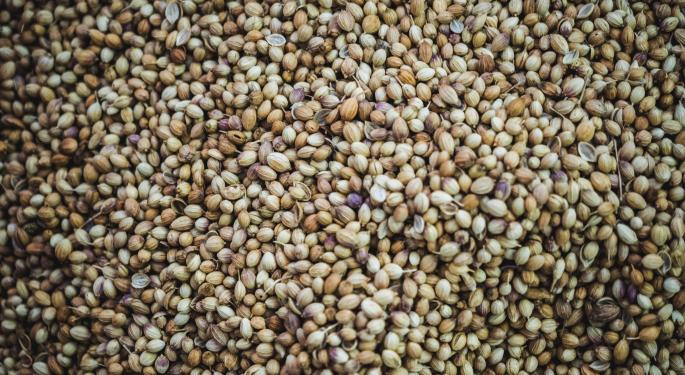 What Are Autoflowering, Feminized And Regular Cannabis Seeds?