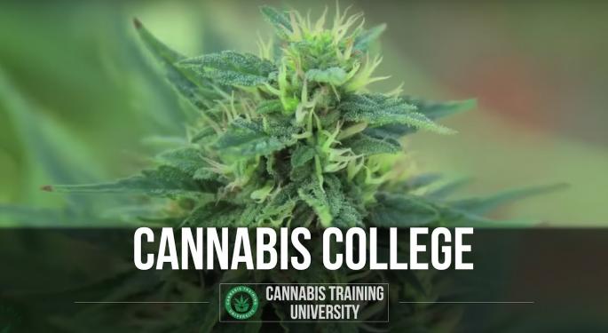 Cannabis Training: Masters Of Cannabis Certification Program Is Taking Off In Colorado