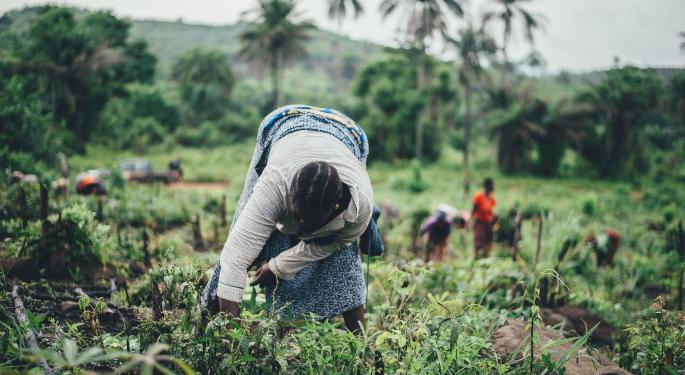 Why Can't Black Farmers Get Medical Marijuana Licenses In Florida? Exorbitant Fees And Residual Racism, Many Say