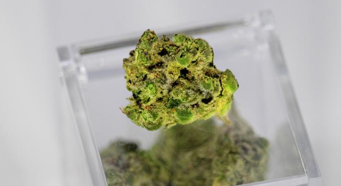 Cannabis And Its Terpenes: What Is Humulene And What Does It Do?