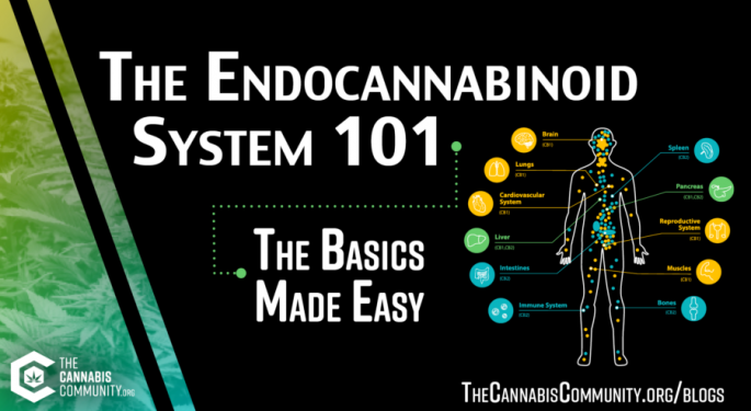 The Endocannabinoid System 101: The Basics Made Easy