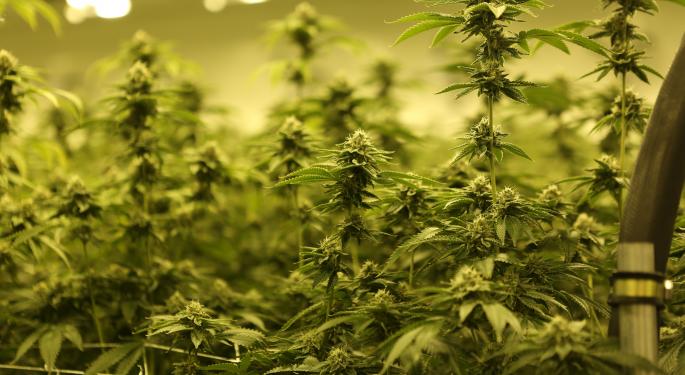 British Woman Arrested For Growing A Half-Million Pounds Of Weed, And This Was Not The First Time