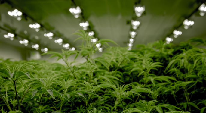 Decline In Michigan Marijuana Sales Affecting Small Growers, Here's What They Say