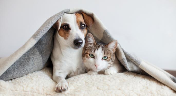 Preparing For Hurricane Ian? Here's How To Keep Your Pet Safe During A Storm
